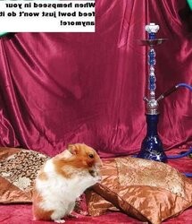 The Secret Lives of Tiny s!