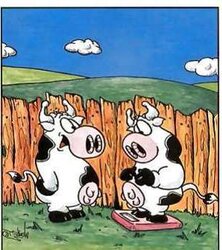 Adult funny