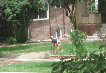 Neighbors displaying off, doing yardwork in skirts (original)