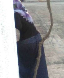Hijab bum voyeur