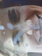Erikapl takes TosserTims jizz