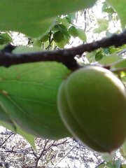 After flowering, are fruits, in my garden frutas del jardin