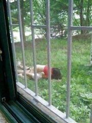 Korean hidden cam voyeur