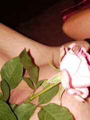 Suzie and the rose