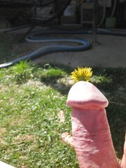 Mesdames une fleur a butiner